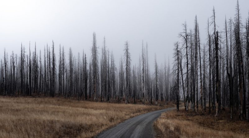 Verbrannte Bäume im Morgennebel in die USA, in den Wald führt ein Weg, das Gras ist braun