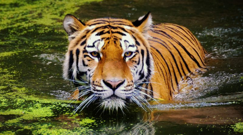 Tiger schwimmt im Wasser