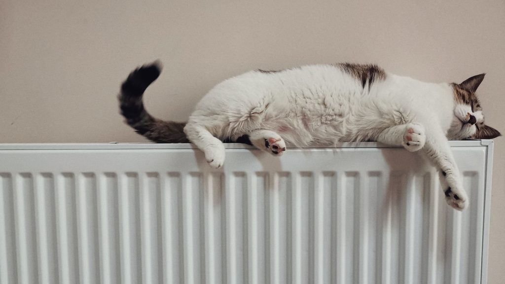 Weiße Katze liegt auf Heizkörper