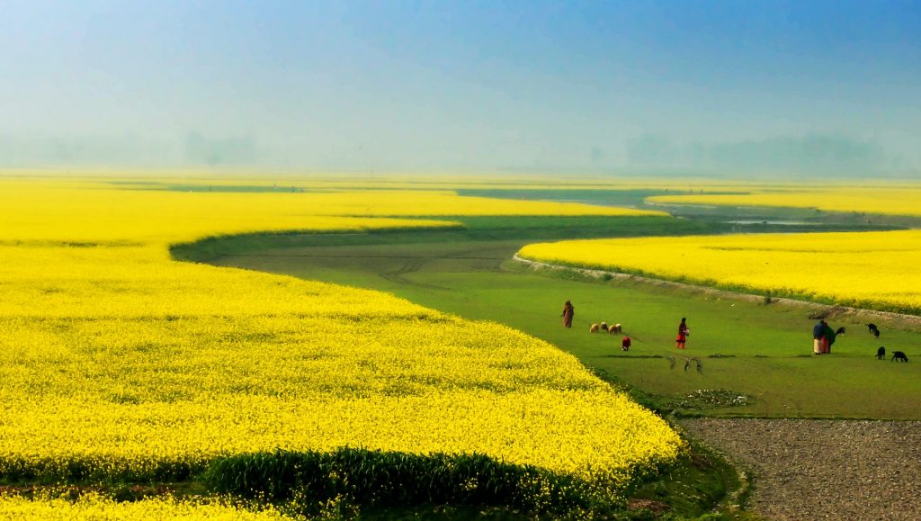 Senf-Feld in Bangladesch