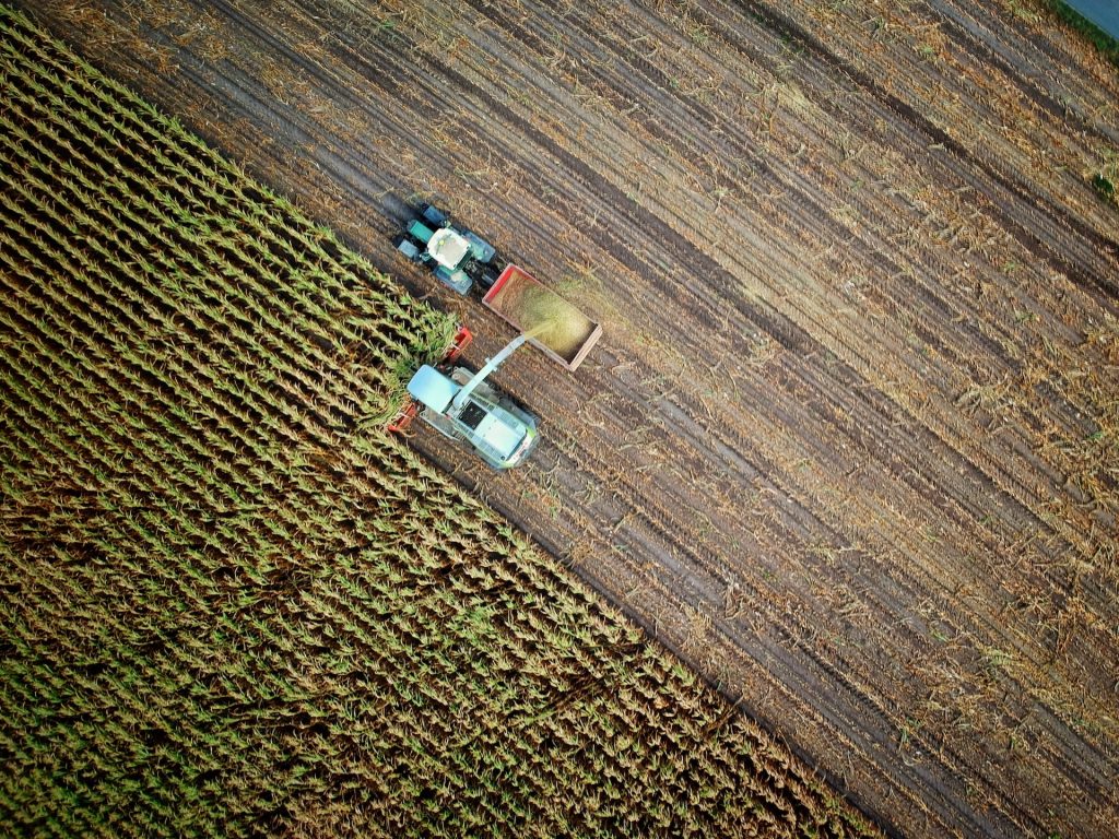 Maisernte, von oben fotografiert