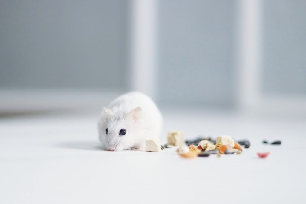 Weiße Maus