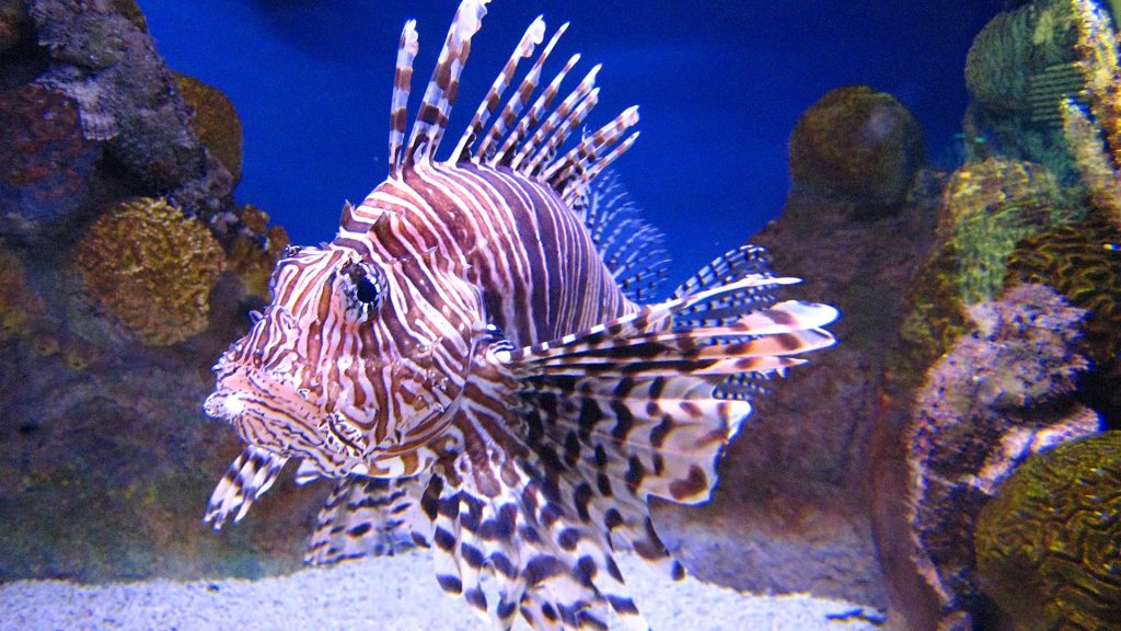 Rotfeuerfisch in einem Aqarium