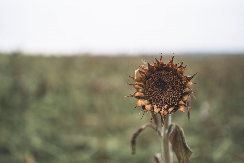 Vertrocknete Sonnenblume