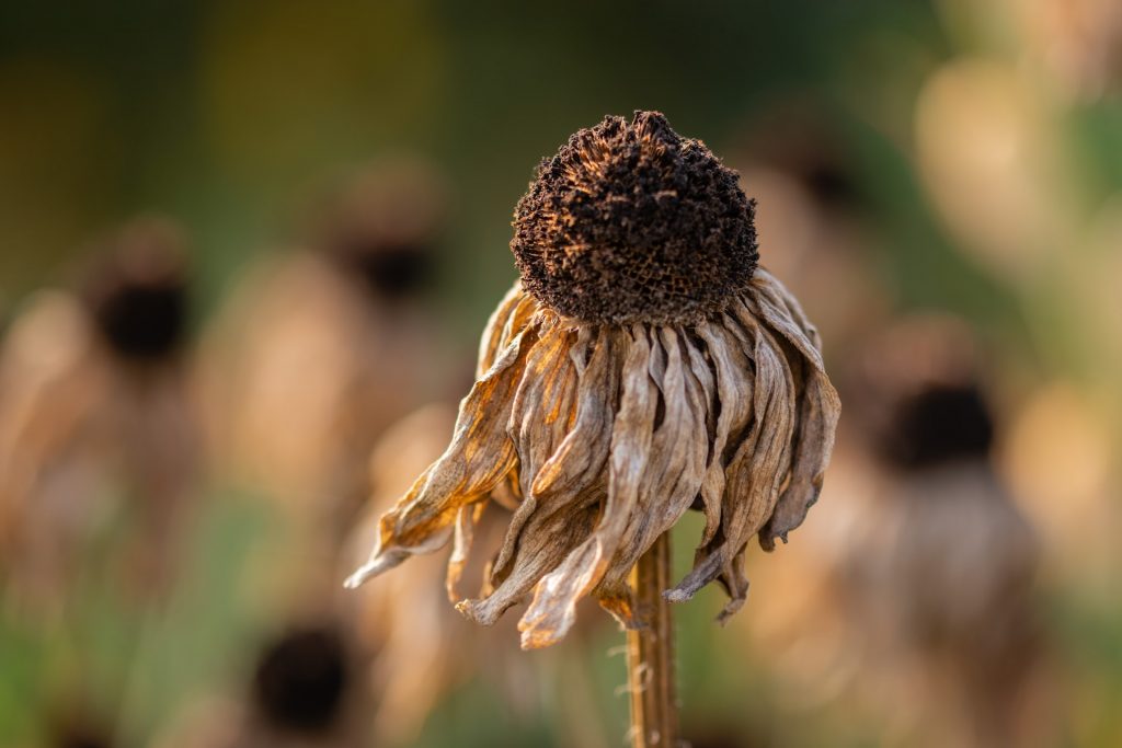 Vertrocknete Blume, Nahaufnahme