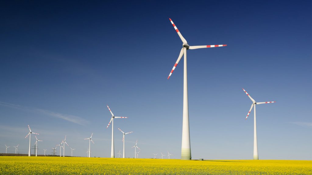 Weiße Windräder stehen in einem gelben Feld, blauer Himmel