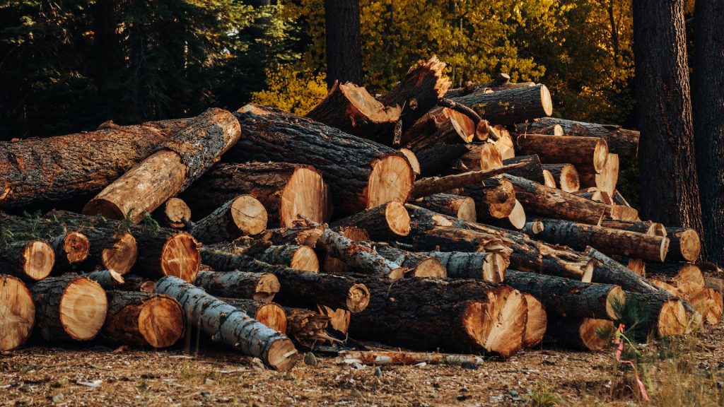 Gefällte Bäume auf einem Haufen im Wald