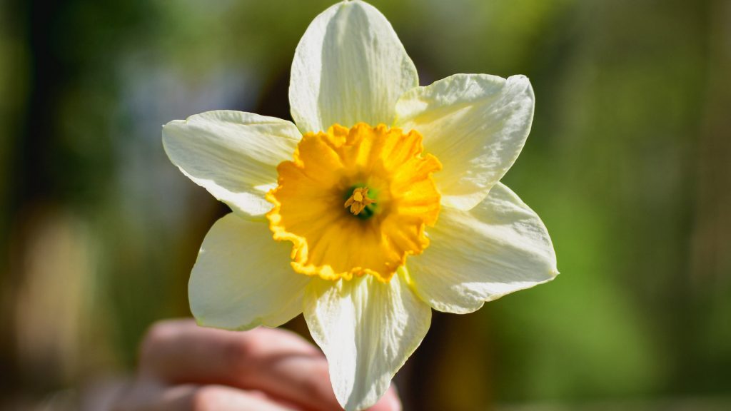 Weiß-gelbe Blume