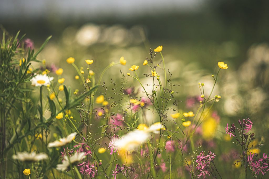 Bunte Blumenwiese