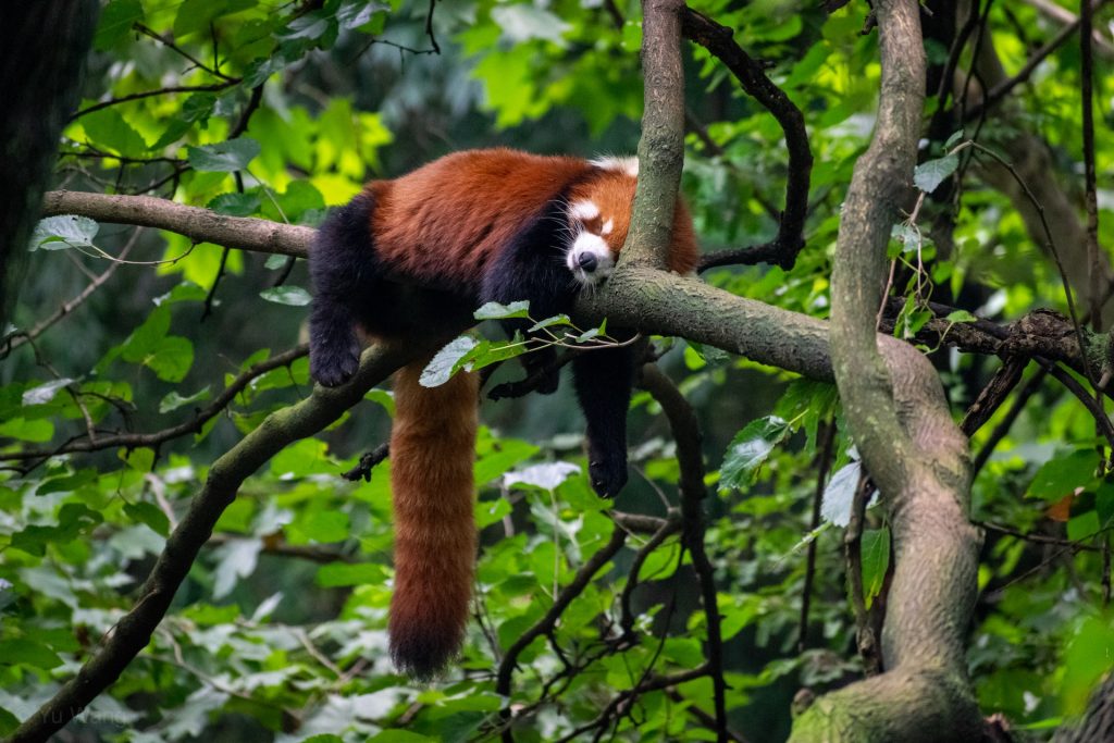 Kleiner Panda schläft auf einem Ast