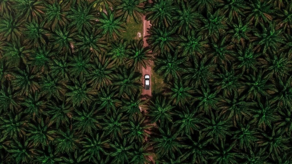 Palmöl-Plantage von oben, in der Mitte ein weißes Auto