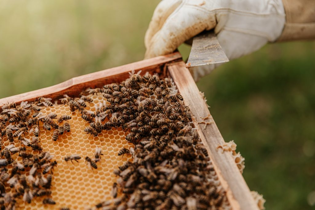 Imker mit Honigbienen