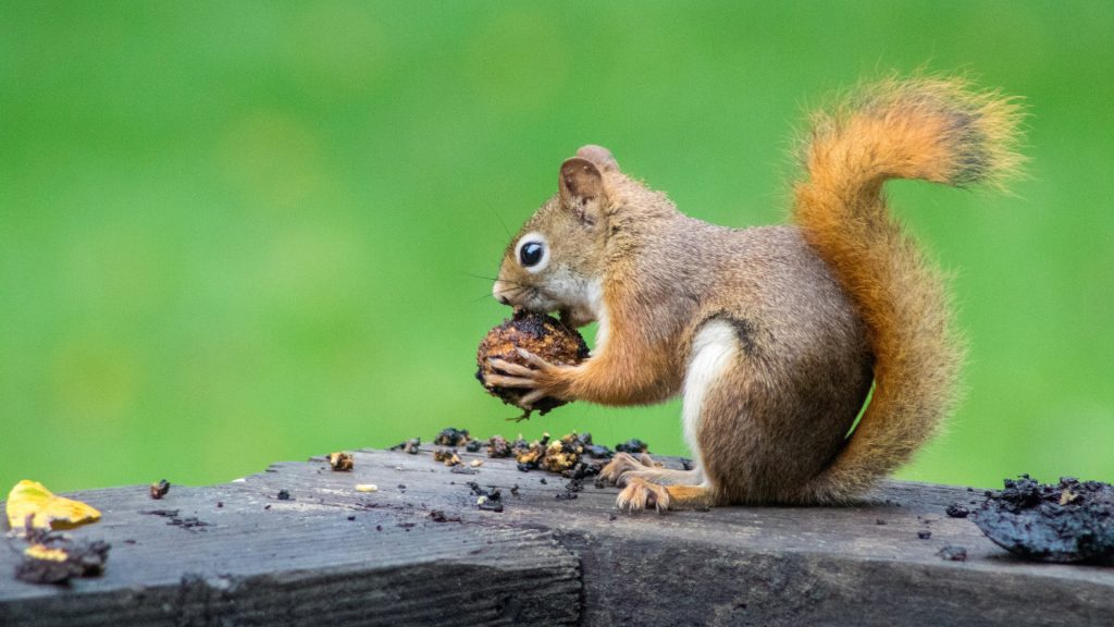 Eichhörnchen mit Nuss in den Pfoten