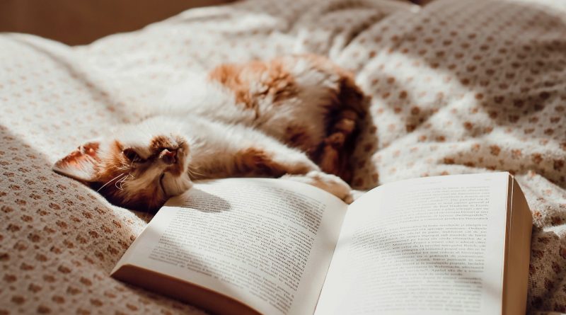 Katze liegt im Bett und hat eine Pfote auf einem offenen Buch liegen