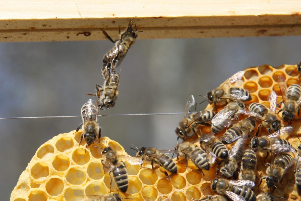 Baukette von Bienen bei einer Wabe
