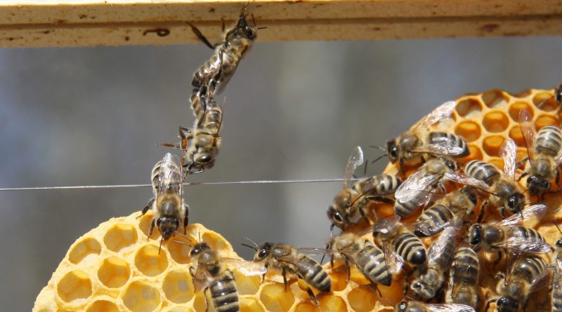 Baukette von Bienen bei einer Wabe