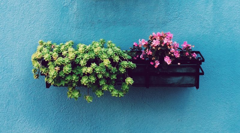 Blumenkasten an einer blauen Wand befestigt
