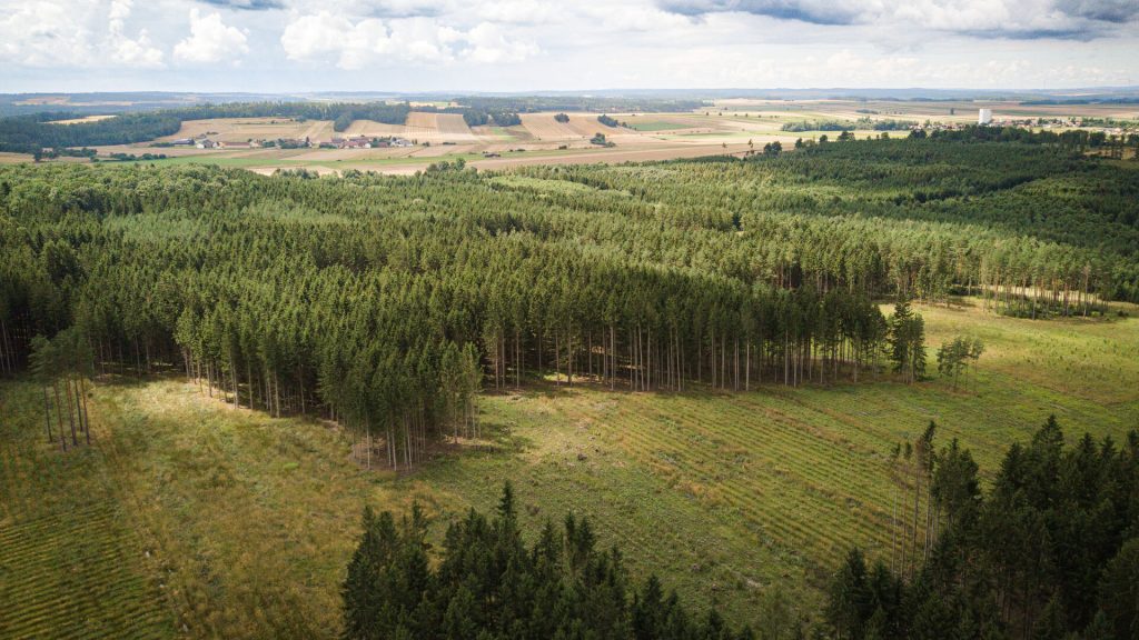 Blick auf Wald von oben