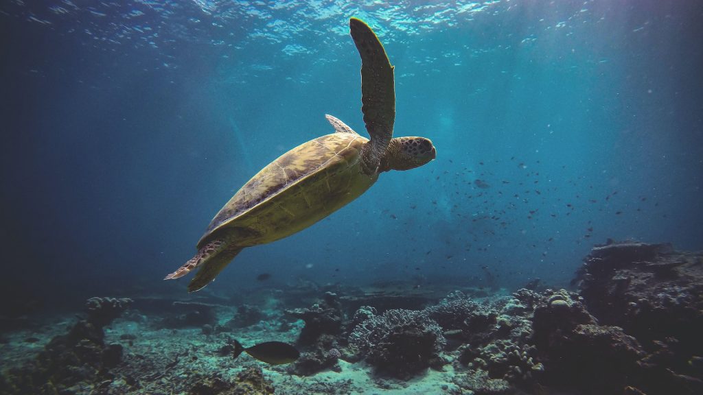 Schildkröte im Meer