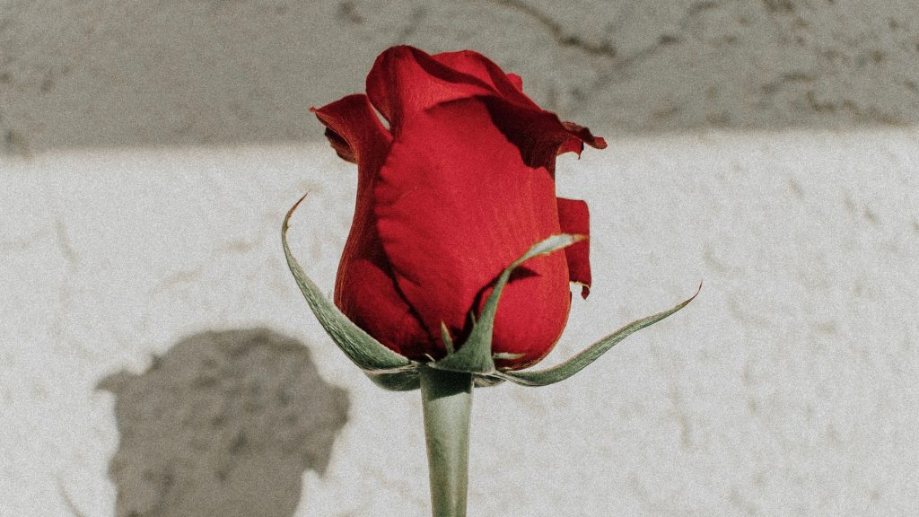Einzelne Rote Rose vor einer Weißen Wand, auf die sie ihren Schatten wirft