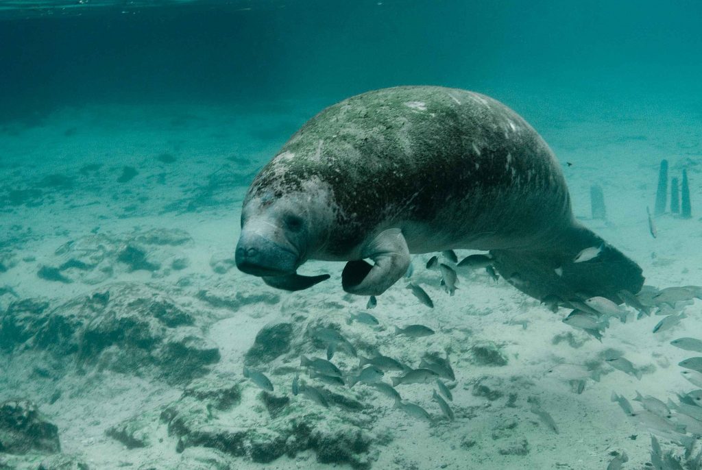Eine Seekuh im Wasser