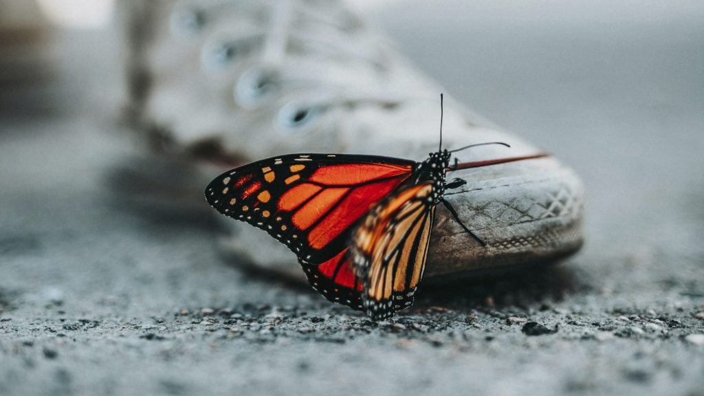 Ein bunter Schmetterling sitzt auf einem alten, grauen Schuh.
