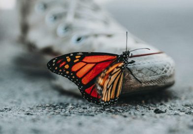Ein bunter Schmetterling sitzt auf einem alten, grauen Schuh.