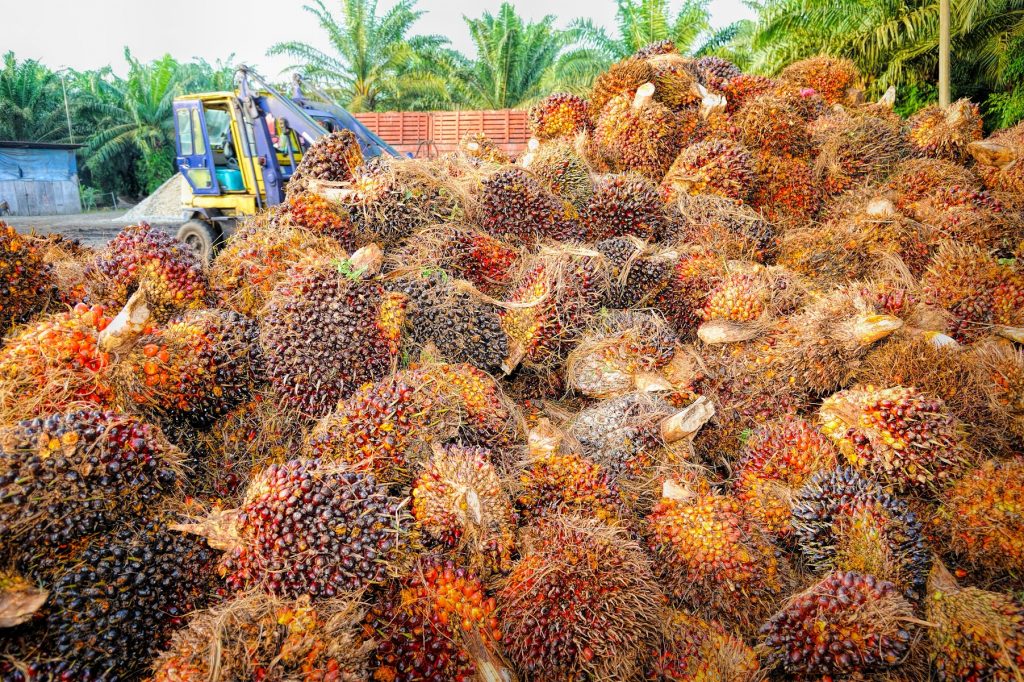 Palmölpflanzen