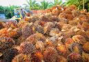 Palmölpflanzen
