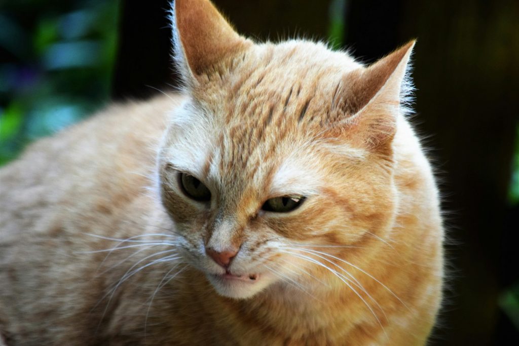 Eine hasserfüllt dreinschauende Katze