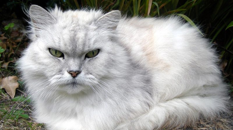 Die „fettesten Kater“ verdienen über 720 Euro pro Stunde