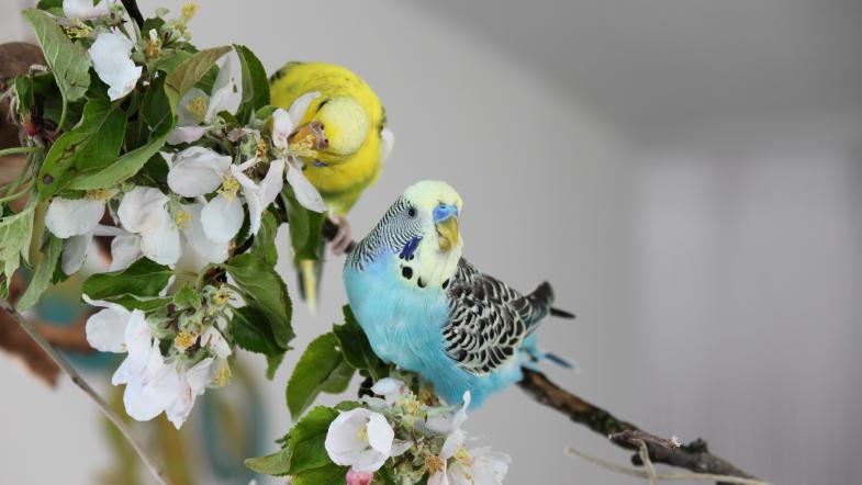 Das Heizen und Heimvögel