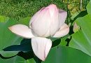 Moment der Woche: „Kein Schlamm, kein Lotus“